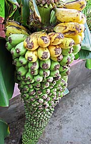 'Bunch of Finger Bananas' by Asienreisender
